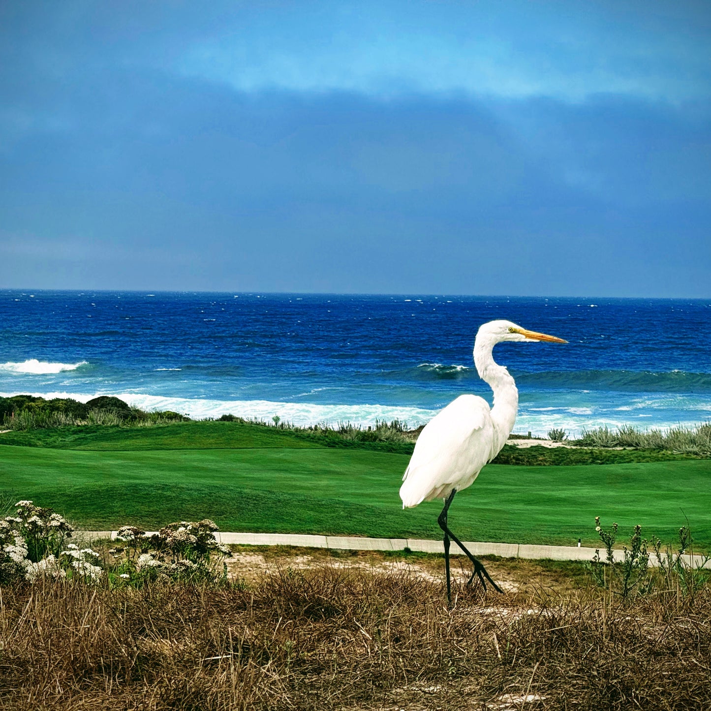 The Links at Spanish Bay Pencil